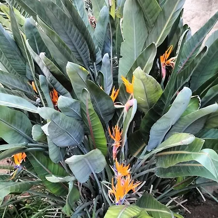 Il Giardino Di Antonella Apartamento Érice